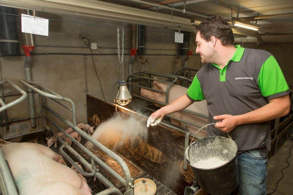 Na de geboorte strooit Henri kalk om het biggennest goed droog te houden. 