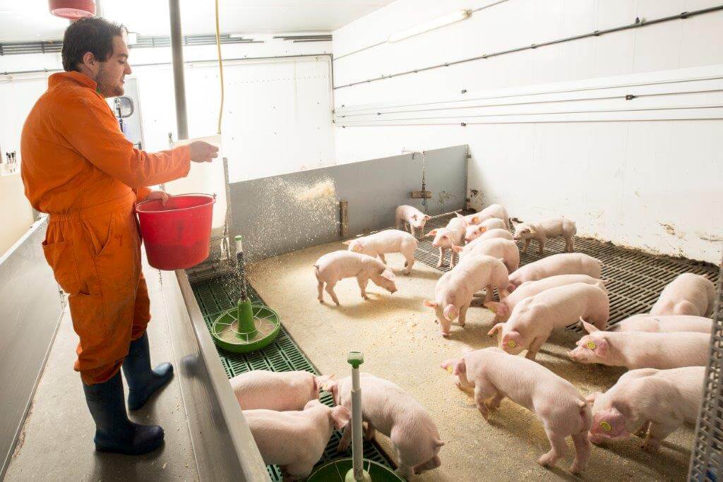 CCM stimuleert de biggen om te gaan eten en is lekker afleidingsmateriaal. 