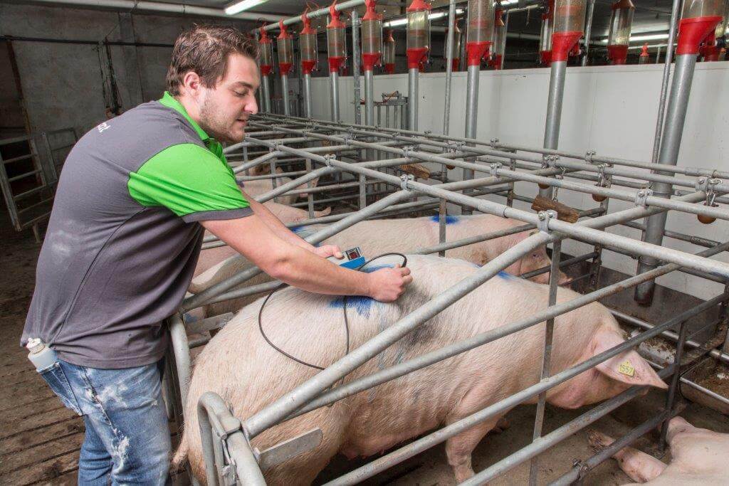 Spekdikte meten is de graadmeter voor de voercurve in de dracht op het bedrijf van Jan en Henri van Esveld. 