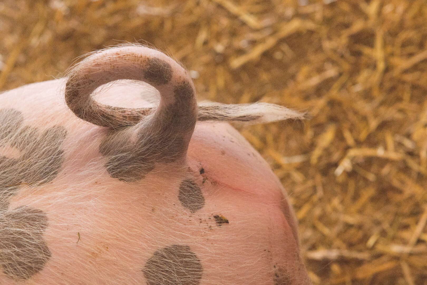 Marktaandeel+biologisch+varkensvoer+De+Heus+boven+een+kwart