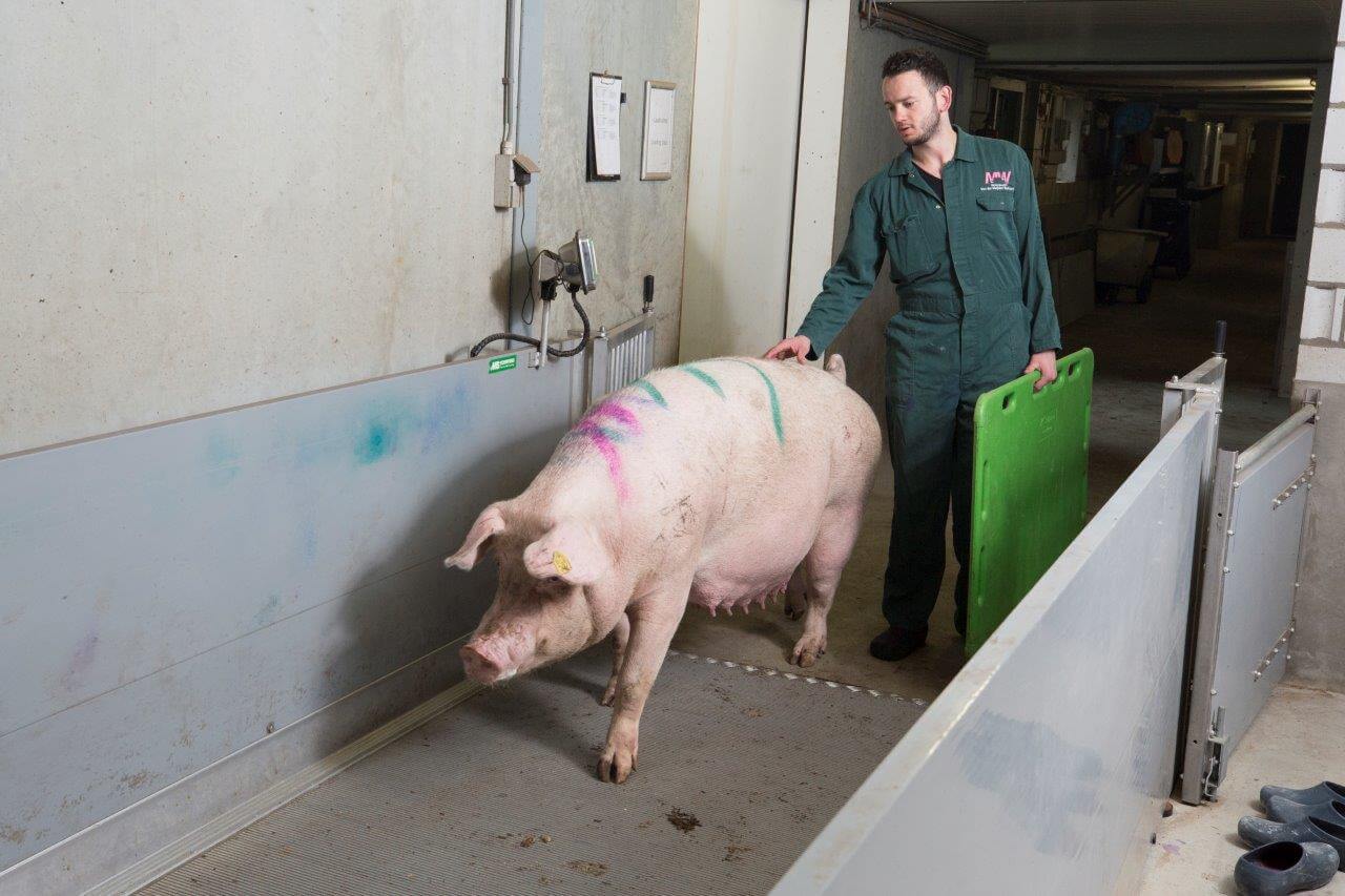 Ricky begeleidt een hoogdrachtige TN70-zeug naar het ruime weegplateau.  Deze zeug gaat een vierde worp leveren. 