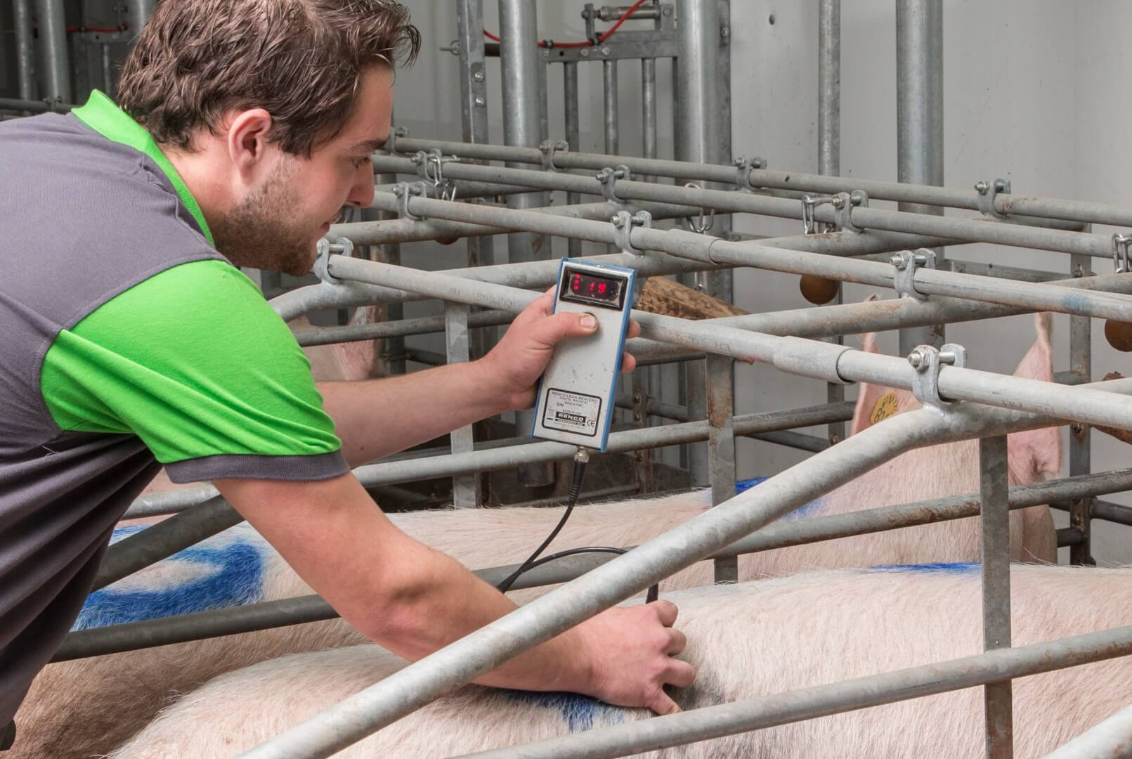 Een zeug met 19 mm komt na insemineren in de groep zware zeugen terecht, mede afhankelijk van het aantal grootgebrachte biggen. 