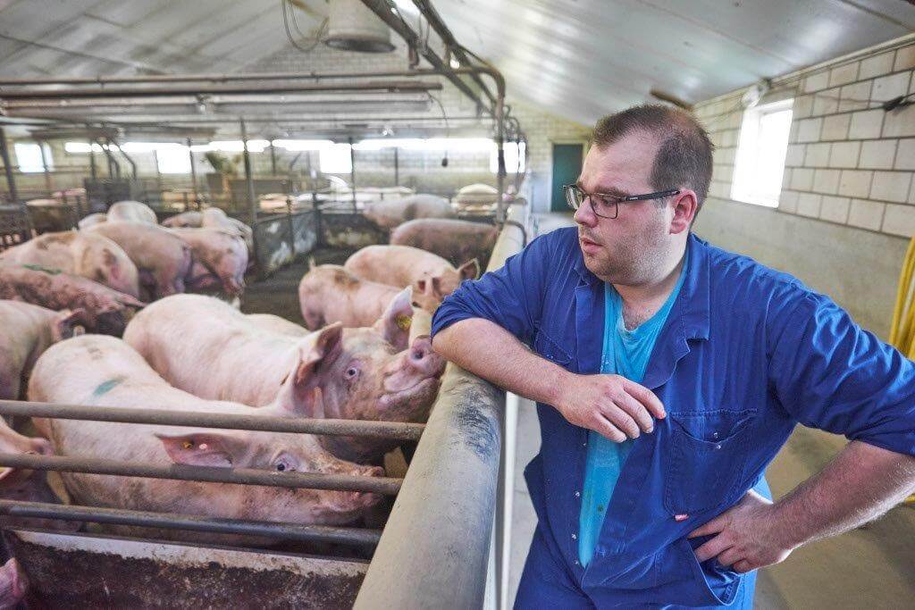 De zeugen zijn volgens Danny na het spenen duidelijk beter in conditie, terwijl ze meer biggen grootbrengen. 