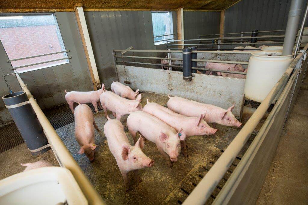 De biggen zijn pas opgelegd en eten al flink. In deze afdelingen liggen op de dichte bolle vloer tegels om het schoonmaken te vervoeren. Er is opvallend veel daglicht. 