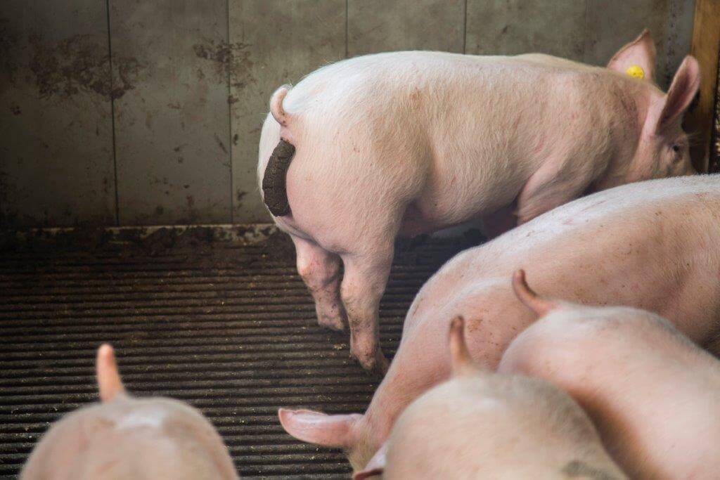 De mest is mooi smeuïg. Door de afstemming van MicC (oplosbare vezels) en SturC (niet oplosbare vezels) in het voer is dat te bereiken, stelt Bessembinder. 