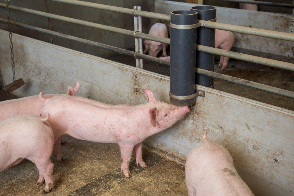 De biggen knabbelen geregeld aan de strobrokken in de kokers. 