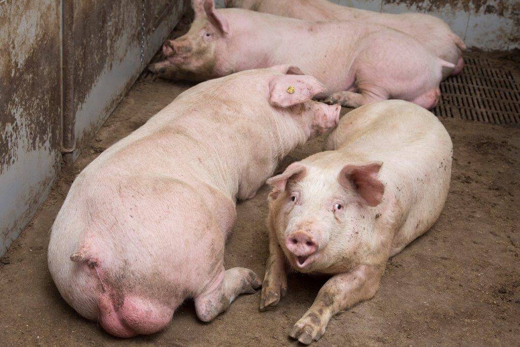 De vleesvarkens groeien prima. De beren gaan over een week naar de slachterij. 