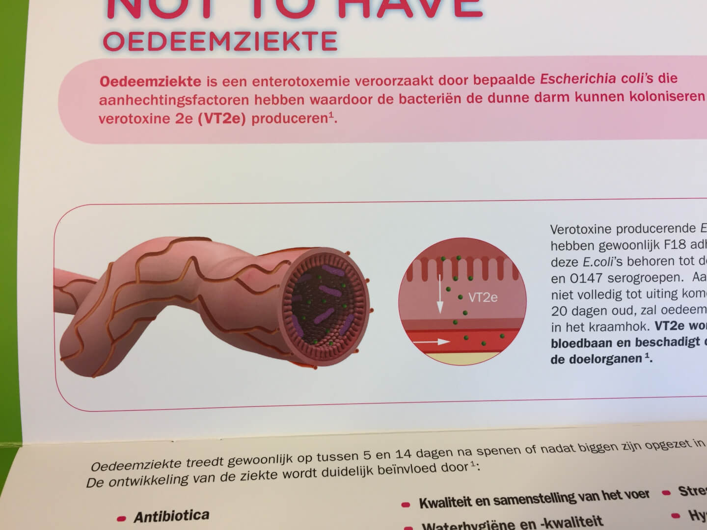 Nieuw+vaccin+en+test+oedeemziekte