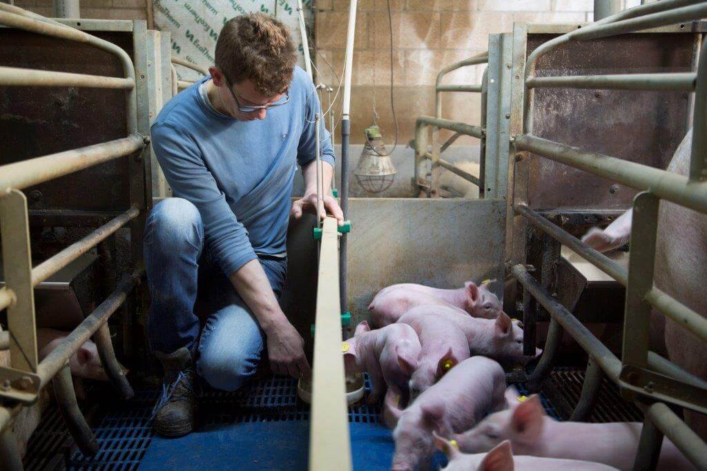 De eerste dagen als hij melk voert, spoelt Wim de bakjes om de dag schoon. Daarna controleert hij geregeld of er geen voer onder de voeler blijft staan, waardoor er geen nieuw voer in het bakje zou komen. 