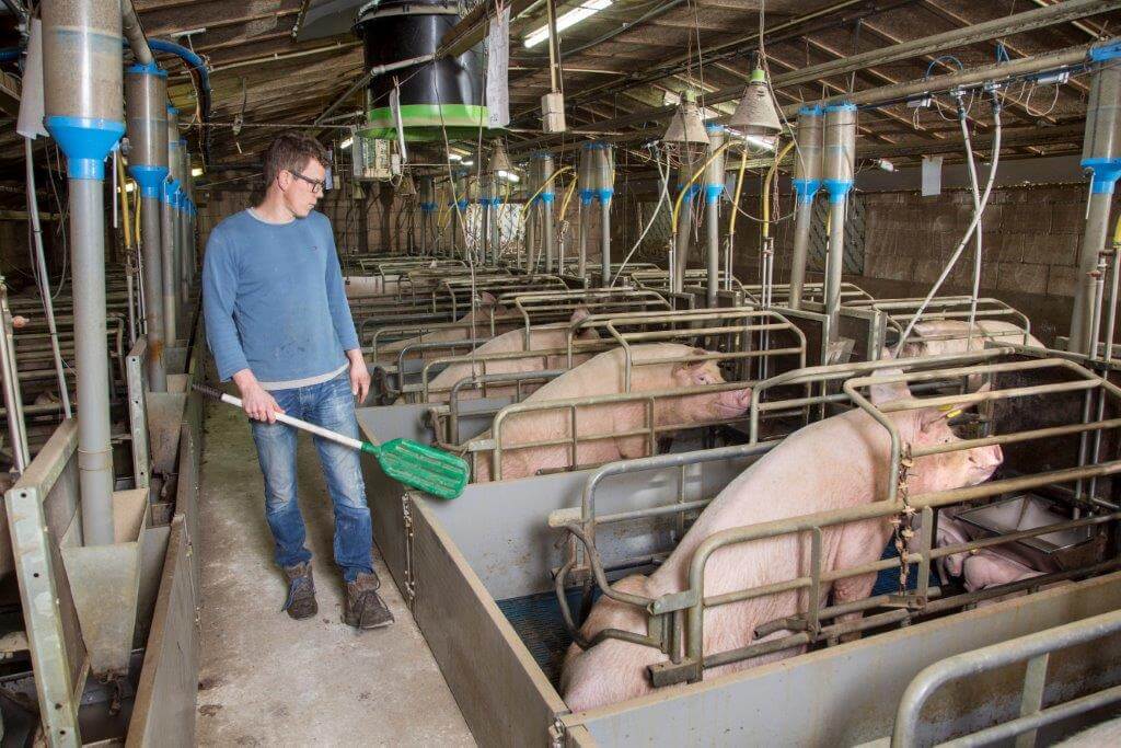 Omdat hij de biggen niet meer met de hand bijvoert, maakt Wim bij de controleronde nu gebruik van een rammelaar. 