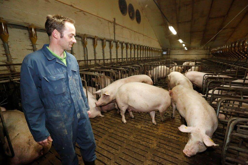 De dragende zeugen lopen in voerligboxen met uitloop. Ze zitten veel beter in hun vel sinds ze grover gemalen voer krijgen. 