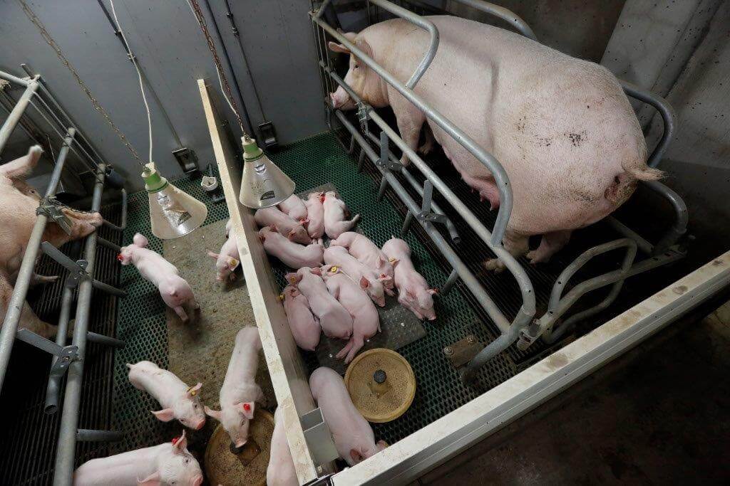 De biggen groeien goed en eten ook behoorlijk wat droogvoer, tot wel 500 gram per dag. 