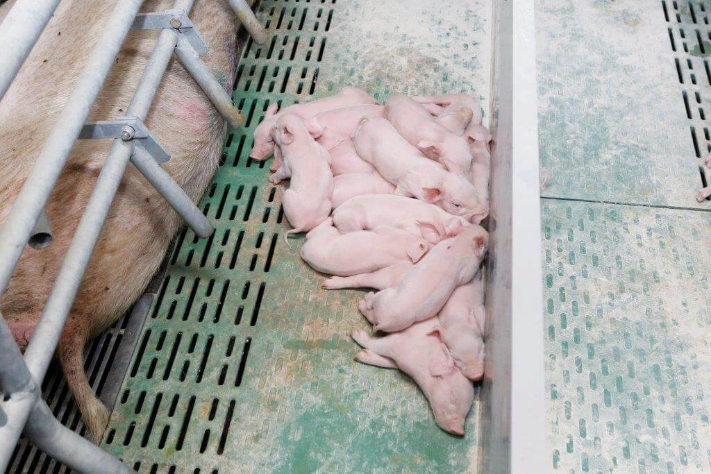 De massieve composietvloer zorgt voor een goed overdracht van de warmte uit de warmtepomp. Het nest is met 0,8 m2 ruim genoeg. 