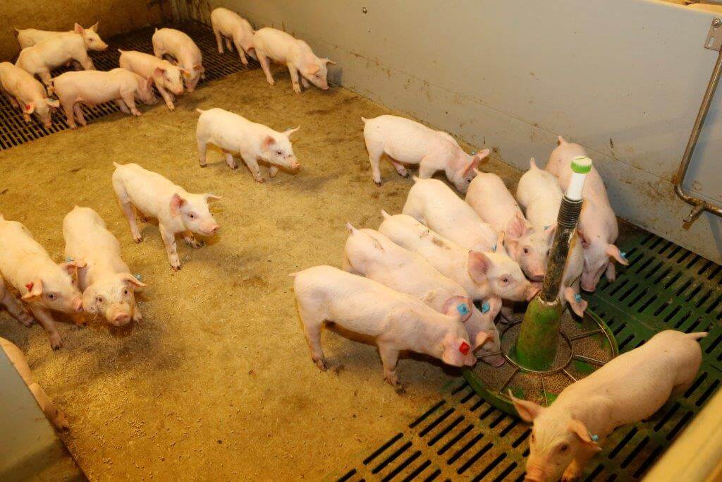 Doordat de biggen in het kraamhok goed leren eten, hebben ze nauwelijks een speendip. De eerste dagen krijgen ze nog wel extra speenvoer in de kom. 