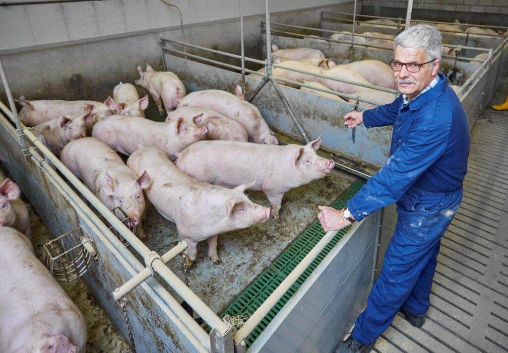 De Tybor-vleesvarkens groeien prima, vindt Antoon en scoren goed bij het afleveren. 