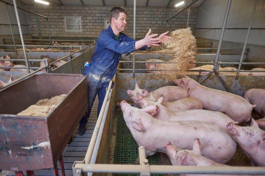 Dagelijks strooit medewerker Gieber van Helvoirt gehakseld stro in de hokken als afleidingsmateriaal. 