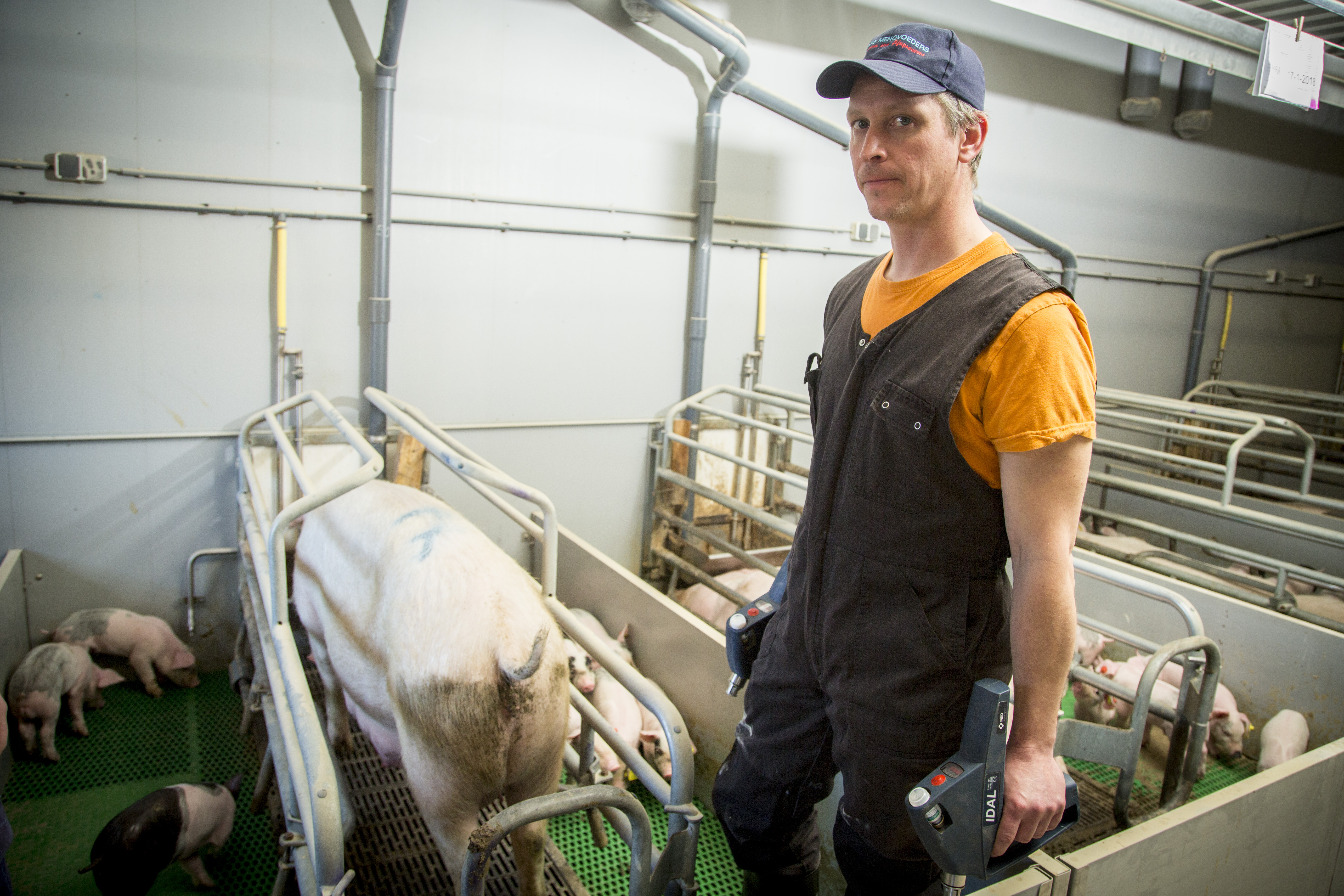 Over de IDAL is Krabben heel tevreden. IDAL geeft zekerheid én is veiliger voor de biggen: entreacties zijn verleden tijd. 