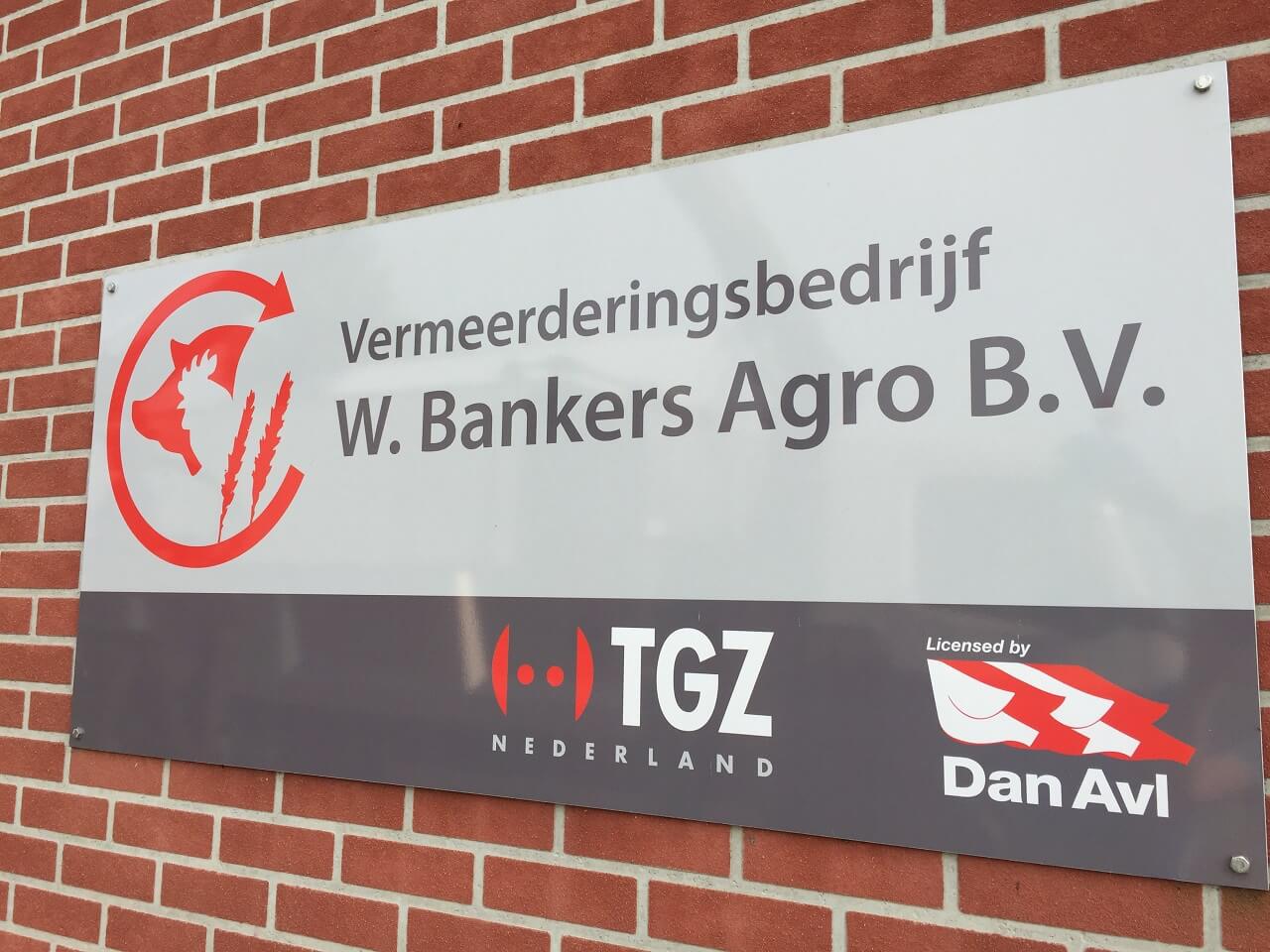 Het vermeerdingsbedrijf van Wilfred Bankers bevindt zich in het Brabantse Deurne. De genetica van de zeugen is in één oogopslag duidelijk. 