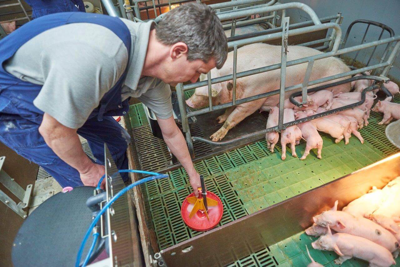 Een ronde voerkom is door de varkenshouder zelf eenvoudig om te bouwen tot automatisch te vullen melkkom. Het maken van tomen met 22 biggen is al op dag 2 na de geboorte gebeurd. Van een zeug is een complete toom verdeeld over de zeugen met ALFF-ondersteuning. Bij die ene zeug komen 14 overtallige biggen van andere zeugen uit dezelfde werpweek. 