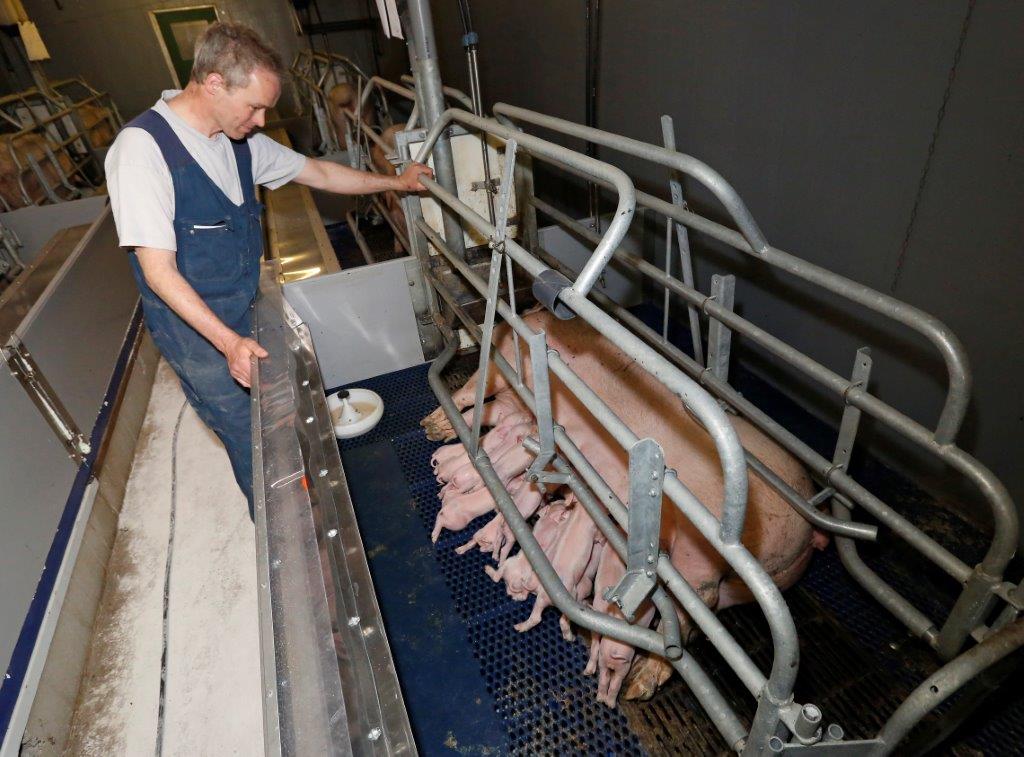 De zeugen produceren veel melk en kunnen tot wel 16 biggen zogen. Steeds meer zeugen hebben 15 of 16 spenen. Bij de eersteworpszeugen legt Wim alle spenen vol. 