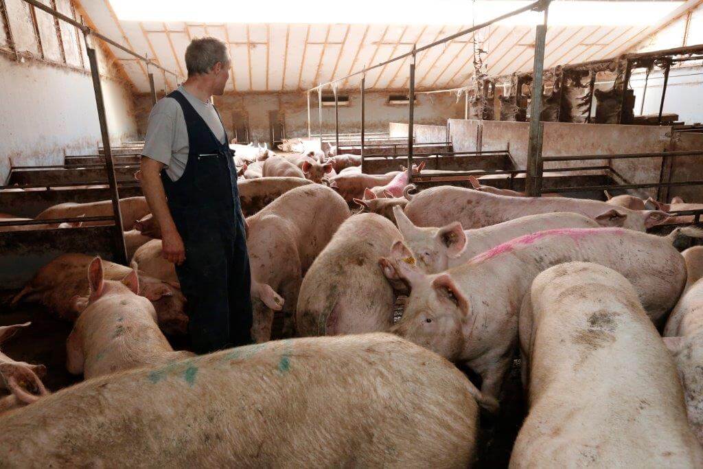 Dit is een grote groep dragende zeugen met meerdere voerstations. Daarnaast zijn er kleine groepen met 1 voerstation. In alle groepen, ook de kleine zitten verschillende worpnummers. Na spenen verdeelt Wim de zeugen over meerdere groepen. 