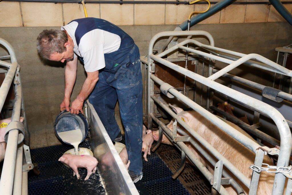 Wim begint met melk bijvoeren en gaat daar tot dag 17 mee door. Wel komt er al vanaf dag 3 prestarter bij de melk. Lang melk bijvoeren is nodig bij de grote tomen. 