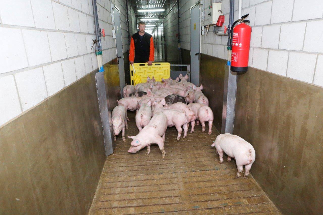 Er is onvoldoende ruimte op het bedrijf om alle biggen zelf als slachtrijp vleesvarken af te leveren, dus brengt Martijn een koppel biggen naar de afleverruimte voor de verkoop. 