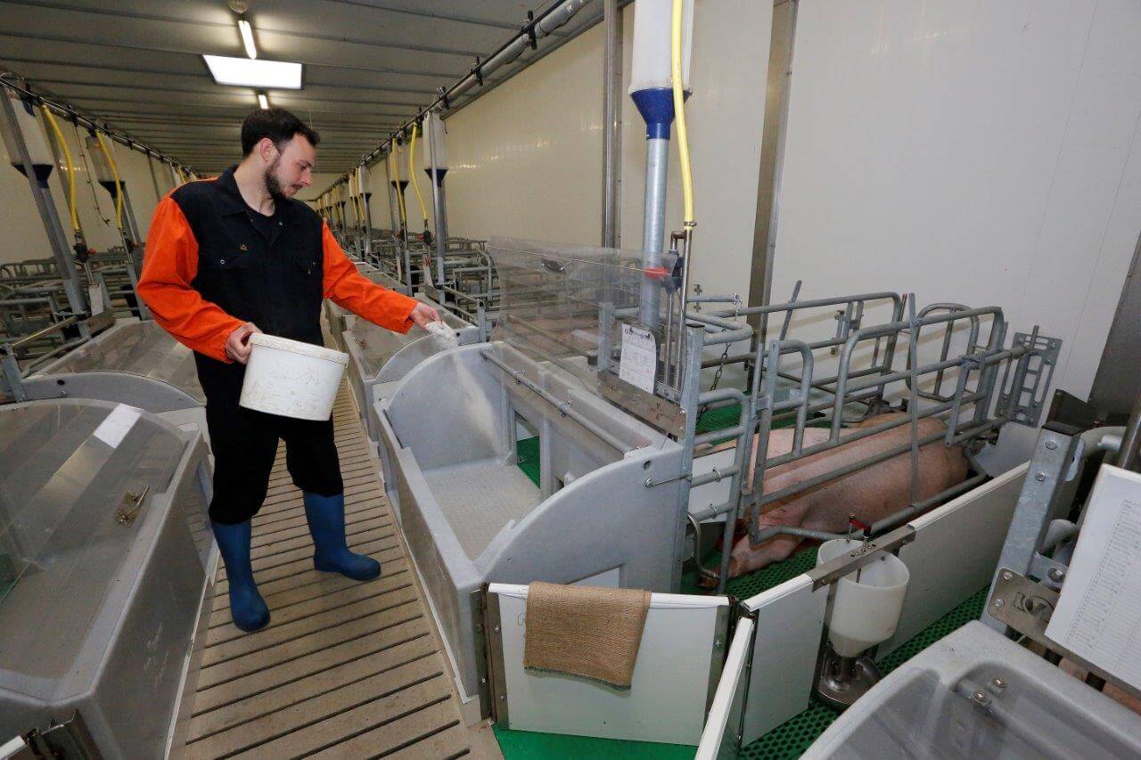 Voor het werpen strooit medewerker Adrian een mengsel van kalk en zaagsel in de Nanny, het biggennest met vloerverwarming. 