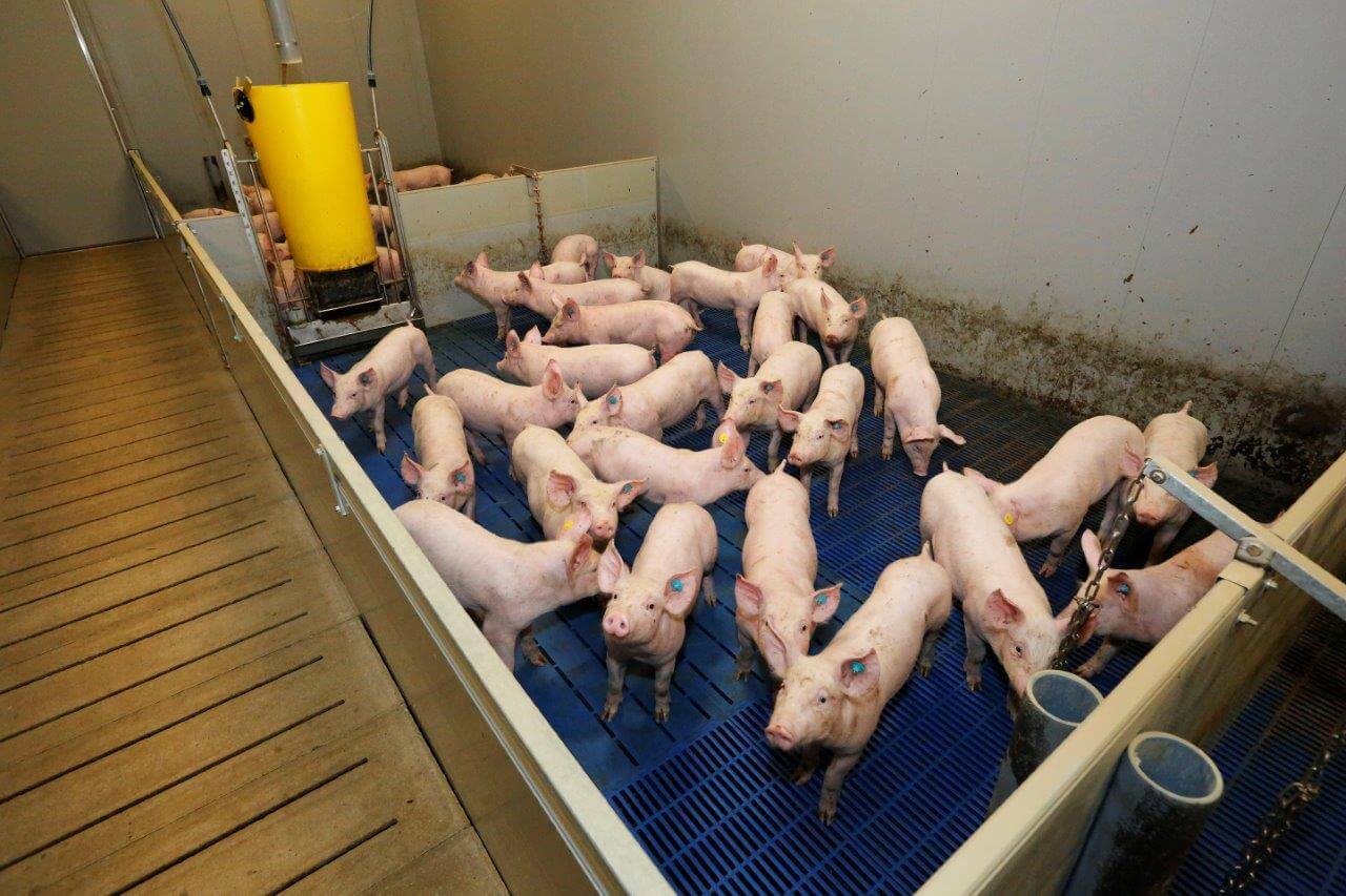 De biggen zijn een mix van Topigs 40 en TN70 x TN Tybor en worden gevoerd met een CDI. Zij krijgen speenkorrel, biggenkorrel en startkorrel en groeien bijna 400 gram. 