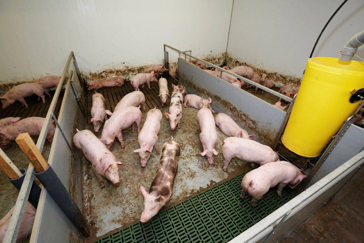 In de vleesvarkensstal liggen de nakomelingen van de Topigs 40 en TN70 door elkaar. 