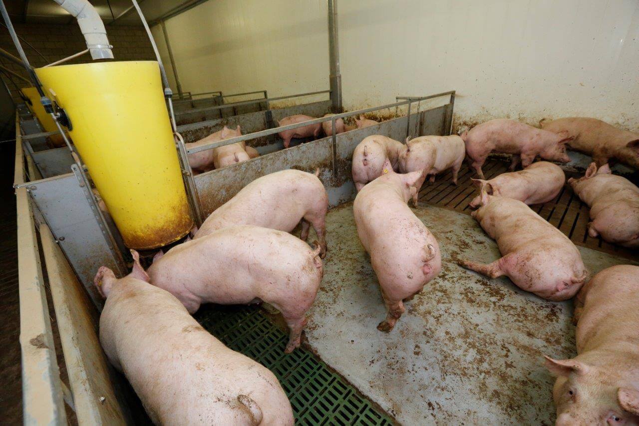 De beren en gelten hebben een verschillende voercurve met start-, tussen- en eindvoer. De nakemlingen van TN Tybor groeien door het jaar heen gemiddeld ruim boven de 900 gram per dag. 