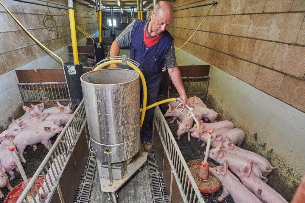 Het vat is voorzien van een pomp om het gefermenteerde voer in het hok te doseren. De biggen krijgen de zure brij naast het droogvoer. 