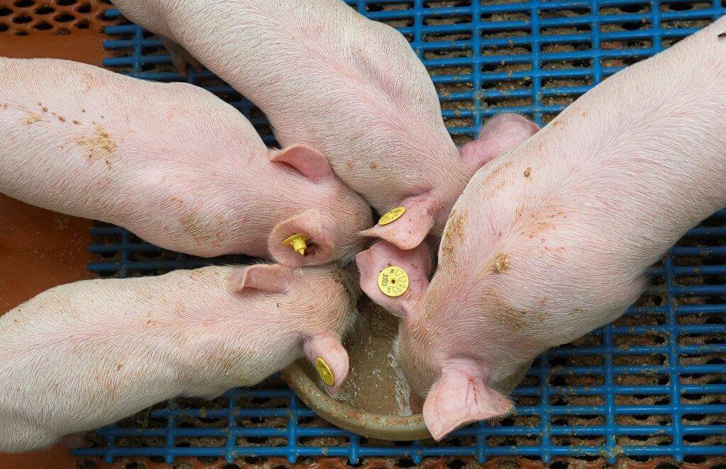 De biggen moeten even wennen en eten het gefermenteerde voer dan graag. 