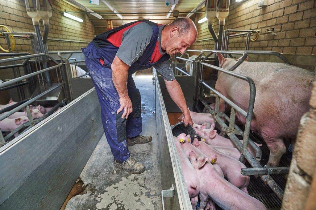 In de kraamafdeling vult Jan de bakken met de emmer. De biggen komen er direct op af. 