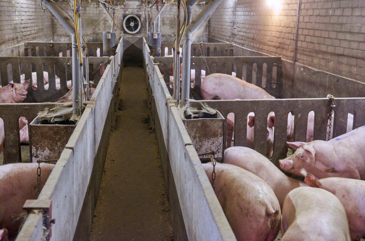 Een blik vanaf de centrale gang in de afdeling. Vanaf de centrale gang stroomt verse lucht via balanskleppen de afdeling binnen. De naar de zijwand verplaatste ventilator heeft het ventilatiepatroon niet verstoord. 