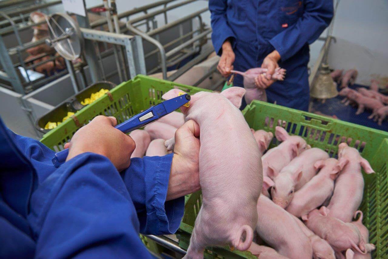 Behandeling 1: identificeren van elke big. Bij het merken van de beren en gelten hanteert Voermans een eigen strategie. De beren krijgen de oormerken in het rechteroor. Dat is ook het makkelijkst te onthouden beeR en Rechts. GeLten dus Links. 