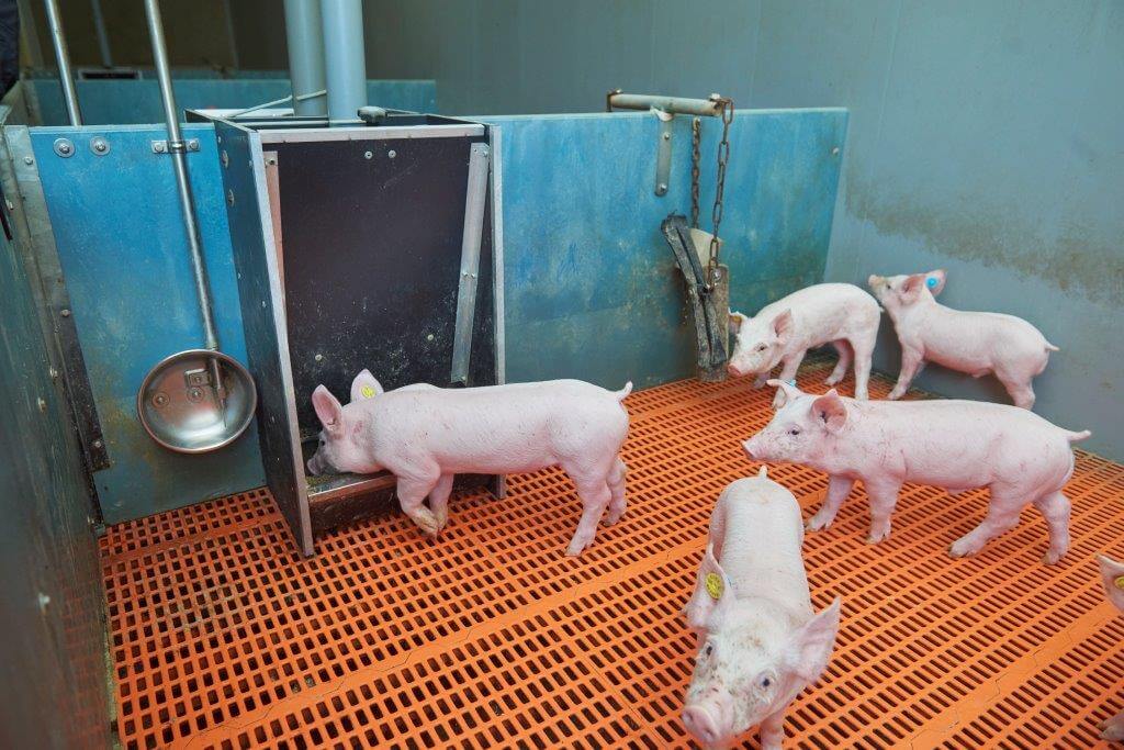 Naast de warme brij krijgen de biggen speenvoer in de droogvoerbak. De biggen leren het opnemen van droogvoer snel evenals het drinken uit de drinkbakje met nippel. Een speendip ziet Willems sinds hij op deze manier werkt niet meer. 