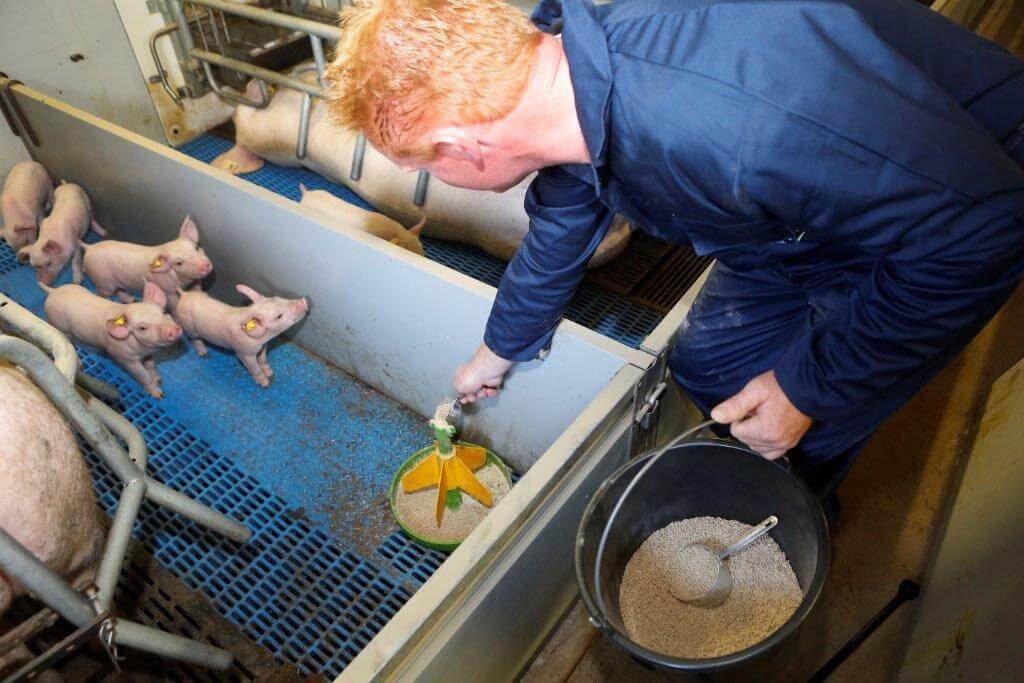 Op dag 13 eten de biggen al twee tot drie grote scheppen van 70 gram Nurse meel per dag. Vanaf dag 13 krijgen de biggen daar speenkorrel bij. 