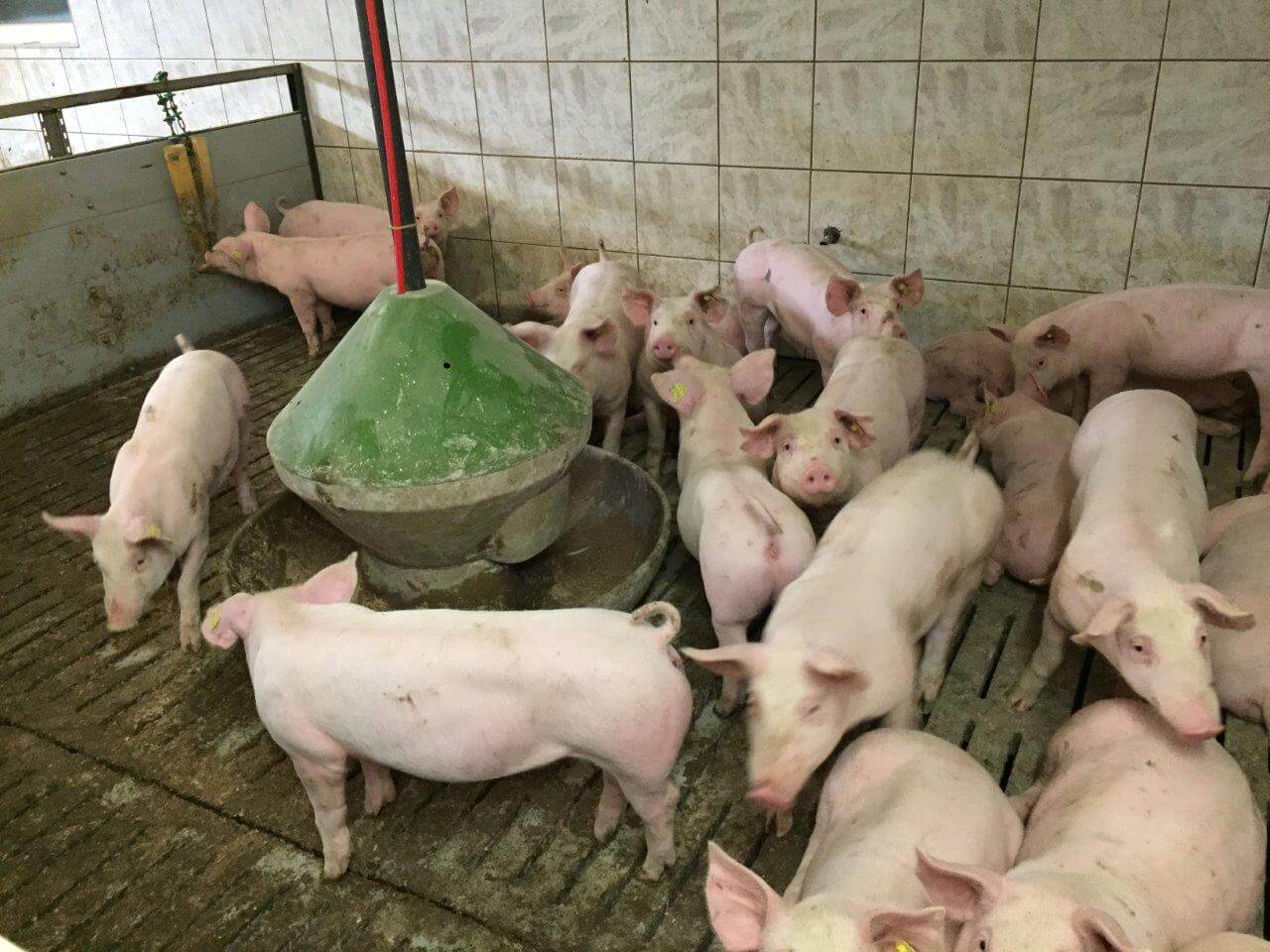 De brij stroomt in de ronde trog bij de vleesvarkens. Het hok bestaat volledig uit een roosters van beton. Opvallend is de betegelde muur. Dat is praktisch en hygiënisch. Het schoonmaken gaat een stuk sneller en beter. 