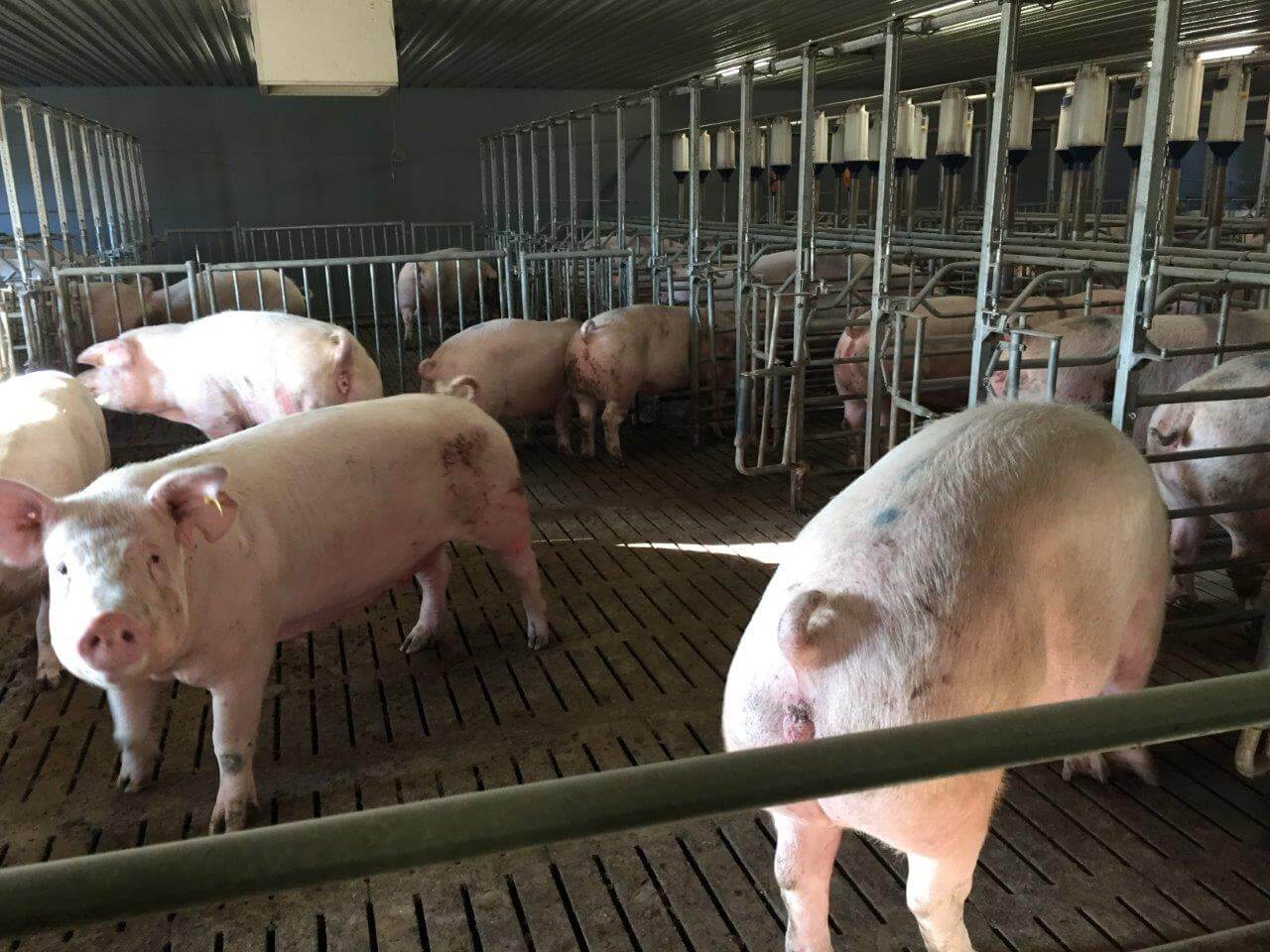 Bijna alle zeugen in Oosterijk zijn een kruising van het Edelschwein en een landras. Het zijn vleesrijke robuuste zeugen die geïnsemineerd worden met Piétrain-sperma om vleesrijke varkens aan de haak te krijgen. Gradinger zijn varkens wegen 115 kilo levend als ze naar de slachterij gaanm en hebben 61,5 procent mager vlees. De voerconversie is 2,70. 