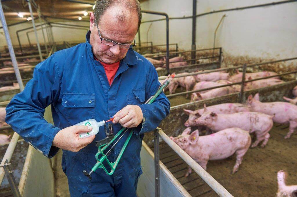 Bedrijfsleider Marcel van de Ven prikt een nieuw vaccinflesje aan. 