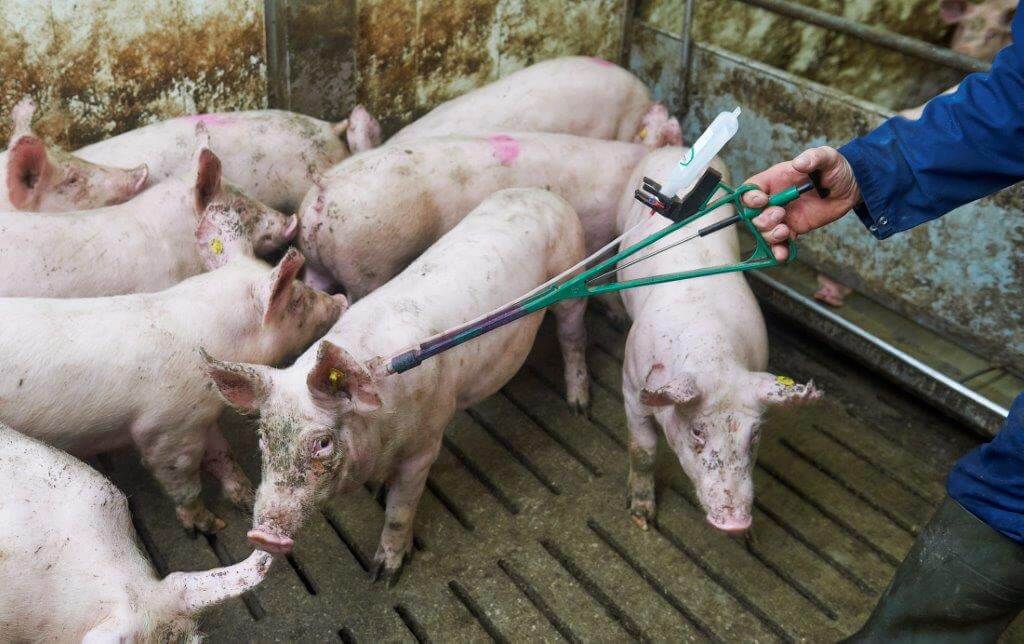 Rond een gewicht van 32 kilo krijgen  de varkens hun vaccinatie tegen APP. 