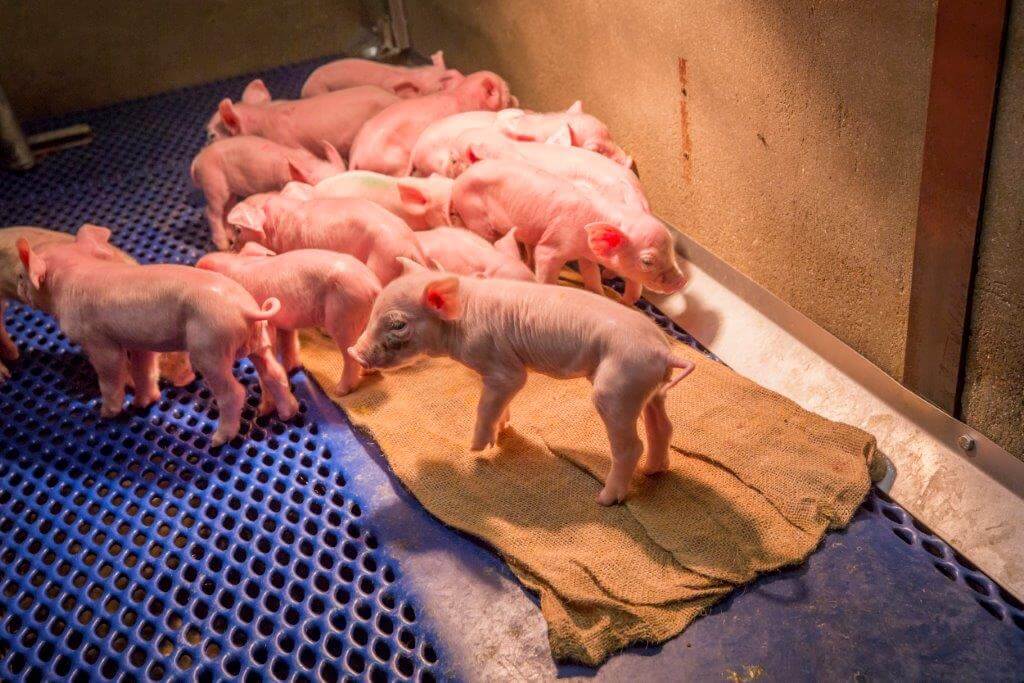 Die gaat na het werpen in het biggennest, waardoor de biggen het nest sneller vinden. 