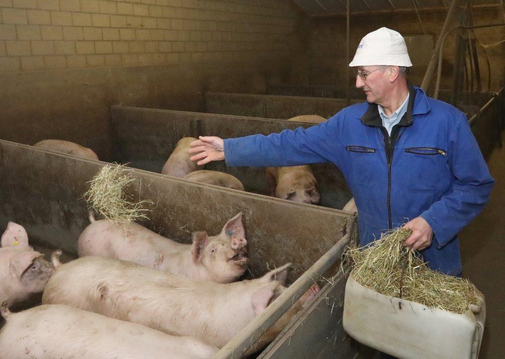 Dagelijks krijgen de vleesvarkens een hooi. De varkens zijn er dol op en komen dan allemaal overeind het is daarmee ook een handig hulpmiddel bij de controle. 