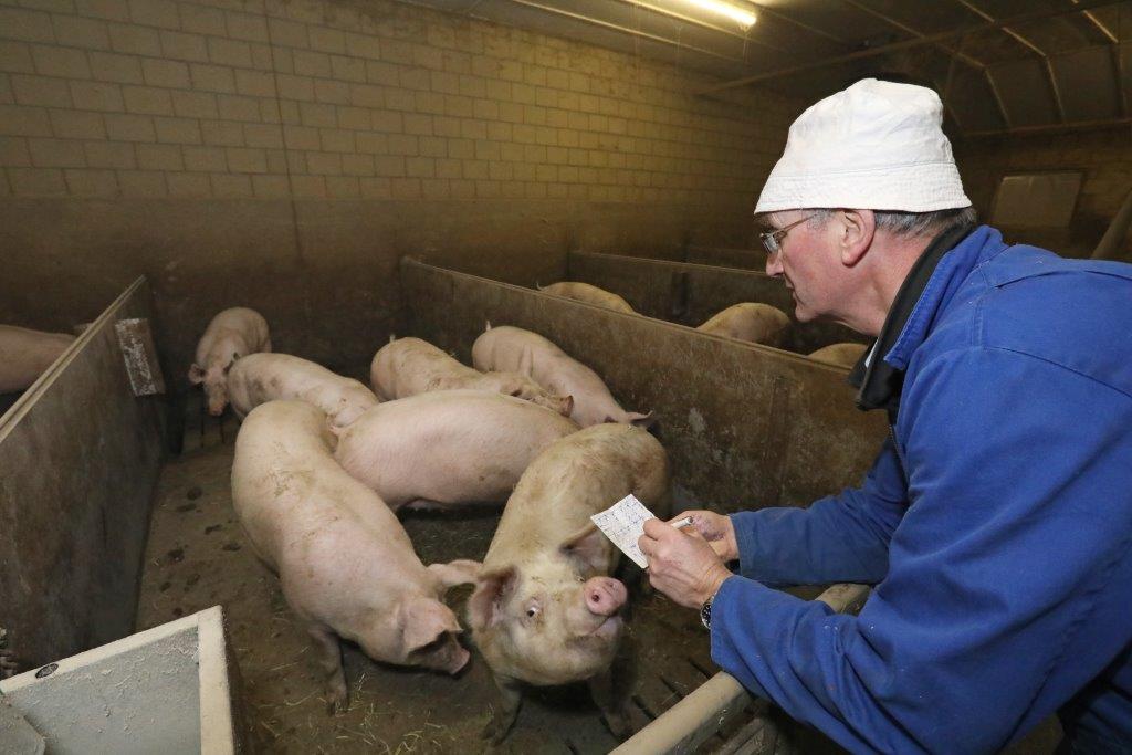 Om zoveel mogelijk varkens binnen het Beter Leven concept te leveren, gebeurt het uitzoeken van de vleesvarkens twee keer. Eerst schrijft Henk per hok op hoeveel vleesvarkens zwaar genoeg lijken om te leveren. 