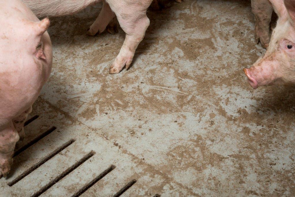 De coating op de vloeren is stroef en geven de varkens prima grip. Vloeren blijven ook veel mooier droog. Problemen met beenwerk komen volgens Vehof nauwelijks voor. 