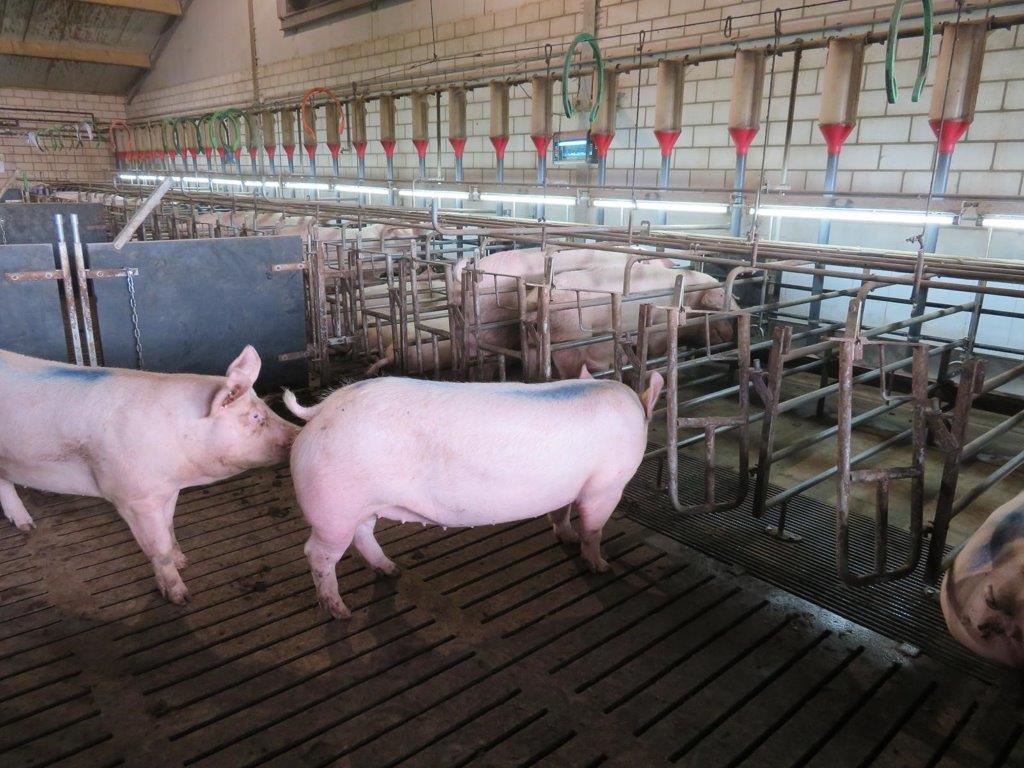 De opfokzeugen komen ruim 4 weken voor de eerste inseminatie in de inseminatiestal. Daar kunnen ze rustig wennen aan de boxen en de oudere zeugen. 