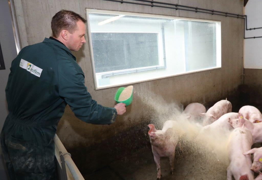 Controleren van vitale dieren maakt de bedrijfsvoering bij Verbeek extra efficiënt. Om dieren toch een extraatje te bieden om in beweging te komen, verstrekt hij zaagsel. 