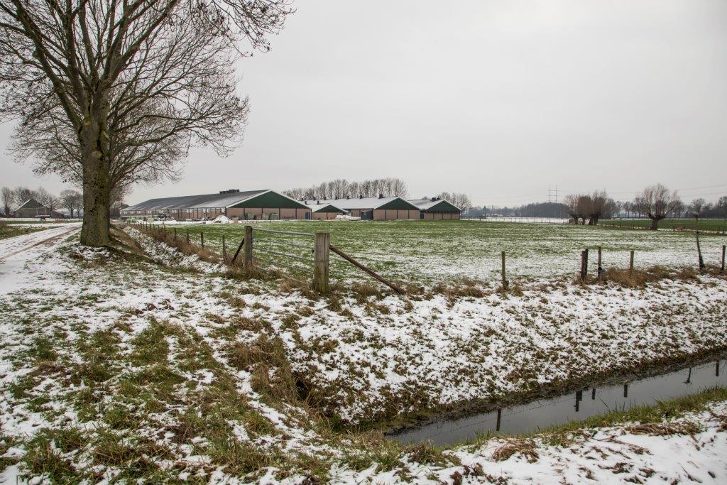 Het bedrijf van Steentjes ligt op ruime afstand van andere varkensbedrijven. 