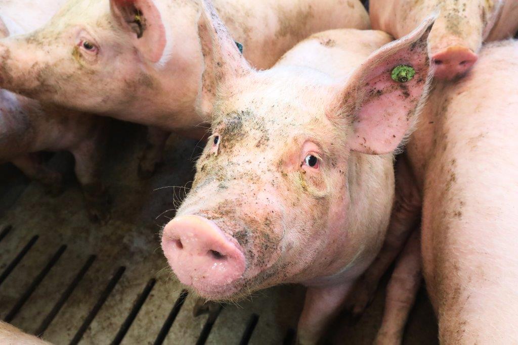 Ook in de vleesvarkensstal komt de verse lucht via onderaanvoer binnen en is er een goed stalklimaat. De varkens hebben mooie schone ogen. 